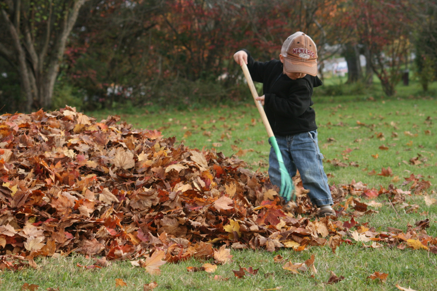 Собрать осенние листья. Уборка листьев. Собирать листья. Сгребать листья. Уборка листьев осенью.