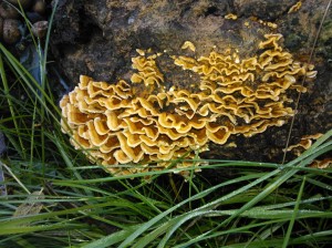 wood decay fungus example