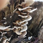 wood decay fungus example