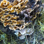 wood decay fungus example
