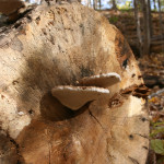 Photo of Wood Decay Fungus